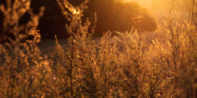 2024年网络技术趋势与实用资源全指南：编程开发者的进阶宝典