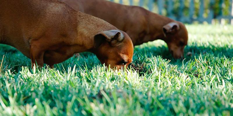 编程开发新视角：用边缘计算优化网络延迟，为物联网与实时分析构建高性能边缘网络