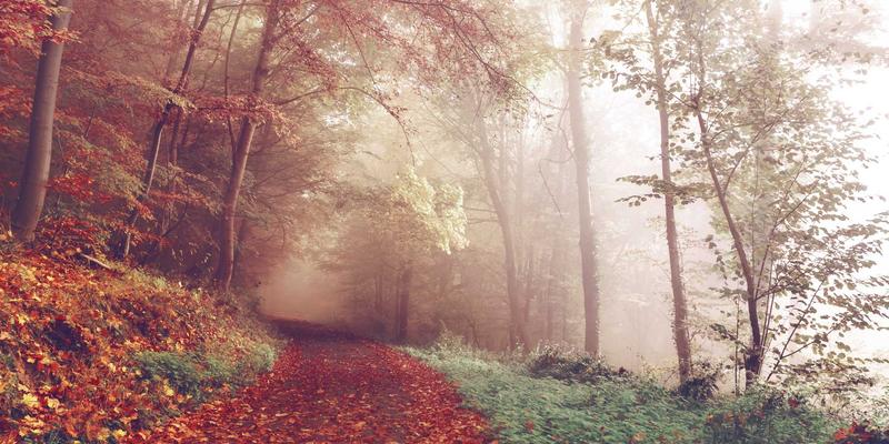 网络技术67：资源分享、编程开发与软件工具的黄金三角