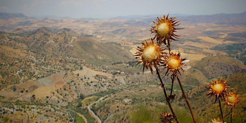 软件定义网络(SDN)如何优化数据中心网络架构：从传统网络技术到智能管理的革新